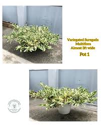 Image result for Suregada