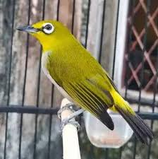 Pleci tetap eksis di bandung: Mengenal Jenis Burung Pleci Yang Bagus Untuk Lomba Serta Harga