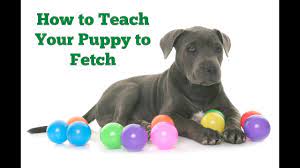 Maybe you would like to learn more about one of these? Canina Dog Training Customized Dog Training In Chicago And Online