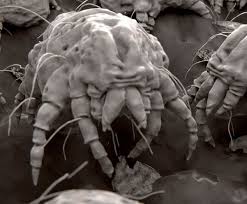 Image result for what do Cheyletiella look like in dog fur