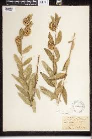 Image result for Sisyranthus imberbis