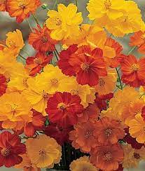 Bright Lights Mixed Colors Cosmos Seeds And Plants Annual Flower Garden At Burpee Com Planting Flowers Cosmos Flowers Annual Flowers