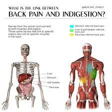 Front view of muscles, skeleton, organs, nervous system. Healthy Street What Is The Link Between Back Pain And Facebook