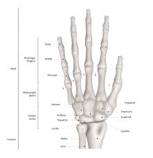 Image result for Scaphoid Fracture Signs