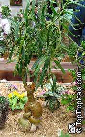 Image result for Pachypodium