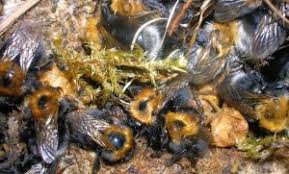 We did not find results for: Tree Bumblebee Bombus Hypnorum Bumblebee Conservation Trust