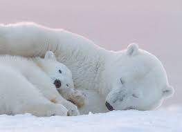 Pin By Marie Fiore On Animals Polar Bear Bear Polar