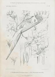 Image result for Strophanthus welwitschii