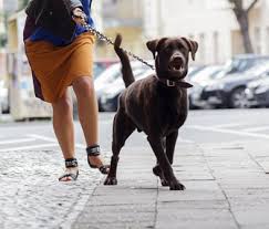 Any pet with dental disease grade 3 or 4 will also require presurgical bloodwork and preoperative antibiotic therapy. How Can I Get My Distracted Dog To Pay Attention To Me