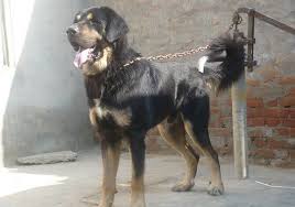 Top 20 Indian Dog Breeds Purchasing Price And Care Dog Breeds Guard Dog Breeds Dogs