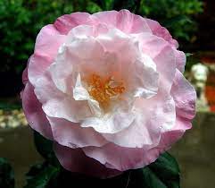 Rating My Camellia Flower Flowers Beautiful Flowers Camellia Flower