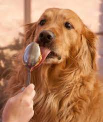 Can Dogs Eat Peanut Butter Mom Com