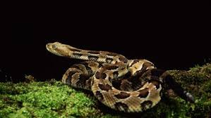 Black And Yellow Snake Georgia Poisonous Wallpaper Grass Spotted Snake Serpientes Los De Fuego Perros