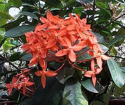 Image result for Ixora sp. A