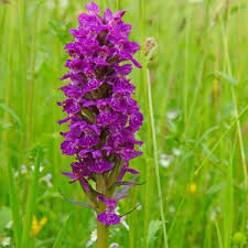 Image result for Fadogia fuchsioides