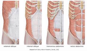 Intercostal muscles in snakes collapsible rib cages the intercostal muscles are a group of muscles found between the ribs which are responsible. What S A Rib Flare And What Does It Mean Integrate 360 Physical Therapy