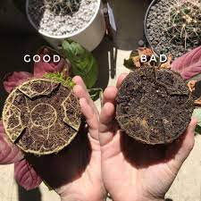 Pin On Plant Care Tips