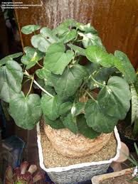 Image result for Pyrenacantha