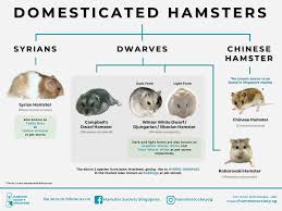 I hope you enjoyed the video and learned a little bit more about hamsters!subscribe! Hamster Species Hamster Society Singapore