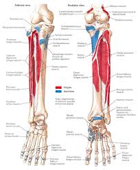 Pin On Anatomy References Leg