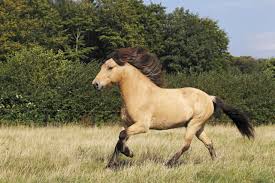 Breyer horse #993 shenandoah mustang buckskin bald face black points 1997. The Best Horse Breeds For First Time Owners And Riders