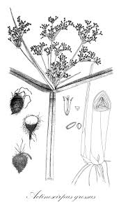 Image result for Fuirena leptostachya