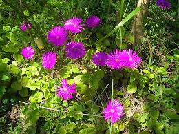 Image result for Lampranthus spp.