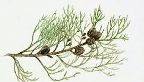 Image result for Callitris