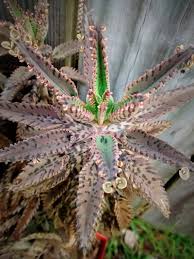 Alligator Plant Aka Mother Of Thousands Plants Perfect Plants Succulents