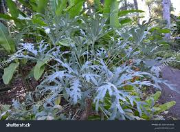 Image result for Cussonia sessilis