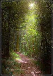 Image result for Cyathea mildbraedii