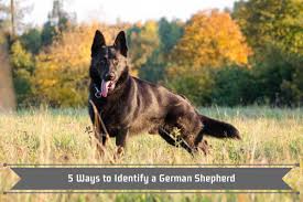 Germanshepherds for sale in dallas. How To Tell A Purebred German Shepherd 5 Ways To Identify A German Shepherd