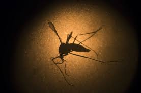 The tiger mosquito is known to have arrived in switzerland in aeroplane cargo holds and shipping containers. Zika Virus Mit Gentech Mucken Gegen Artgenossen Wissen Stuttgarter Zeitung