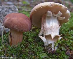 Image result for Xanthoconium sp.