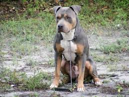 The rottweiler pitbull mix, also known as the pitweiler, is popular amongst people who want a protective, large and loveable pooch. Pitbull Mixed With Rottweiler Puppies Water Sky Rottweiler Mix American Pitbull Terrier Pitbull Mix