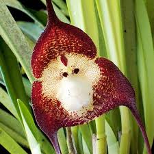 Monkey Face Orchid Seeds Dracula Simia ...