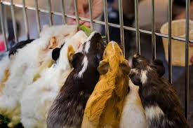 But how to stop your guinea pig from biting? How To Make Your Guinea Pigs Like You 6 Simple Tips Helpful Advice Animallama