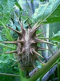 Image result for Datura ferox