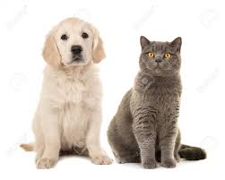 They tend to adore their families but selective with strangers. Blond Golden Retriever Puppy Dog And Grey British Short Hair Cat Sitting Facing The Camera Isolated On A White Background Stock Photo Picture And Royalty Free Image Image 69512216