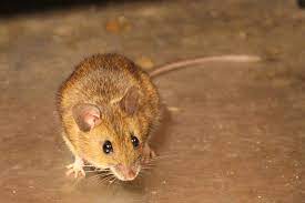 What You Need To Know About Mice In Your Home And How To Get Rid Of Them Globalnews Ca