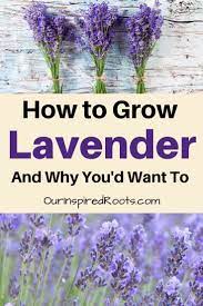 Lavender Benefits And How To Grow It Growing Lavender Lavender Benefits Lavender Herb