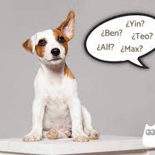 Many parents believe in the great significance that a name imparts on the bearer. Dog Names With Only 3 Letters More Than 100