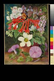 Image result for Pycnostachys reticulata