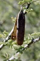 Image result for Acacia luederitzii