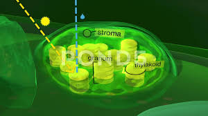 We did not find results for: Plant Cell And Chloroplast Anatomy Phot Stock Video Pond5