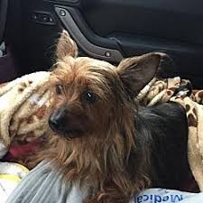 Available Pets At Angels Among Us Pet Rescue Inc In Alpharetta Georgia Rescue Dogs Animal Rescue Dogs And Puppies