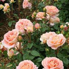 Abraham Darby Beautiful Rose Flowers David Austin Roses Rose Cuttings