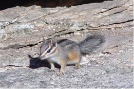 Squirrels And Chipmunks Of Saguaro National Park Saguaro National Park U S National Park Service