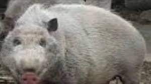 The scientific name of domestic pigs is sus scrofa domesticus, or sus domestica, depending on whom one asks. The Scientific Name For Pig Youtube