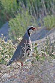 Chukar Kus Hayvanlar Alemi Hayvanlar